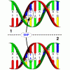單核苷酸多態(tài)性SNP分型