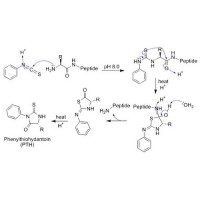 基于Edman降解的蛋白質(zhì)N端測序