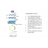 基于PCR擴增的單克隆抗體測序服務