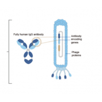 噬菌體展示抗體庫(kù)服務(wù)